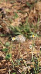 flower of a camomile