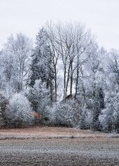 Trees covered by hoar frost