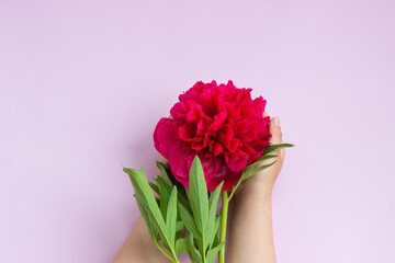 Childs hand holding lovely magenta peony on light pink background. Copy space for text. Floral greeting card.