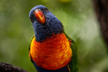 Rainbow Lorikeet sitting in a tree 