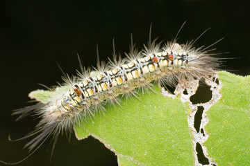Dagger moth caterpillar, Acronicta psi, Pune, Maharashtra, India