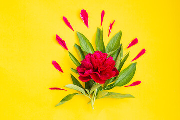 Magenta peony and peony petals on yellow paper background with copy space. Flat lay composition.