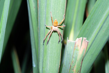 Giant huntsman spider, olios lamarcki, Pune, Maharashtra India