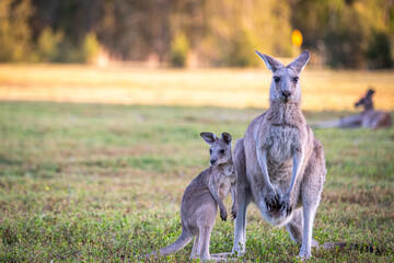Kangaroo and Joey at Coombabah wetlands, Gold Coast Australia