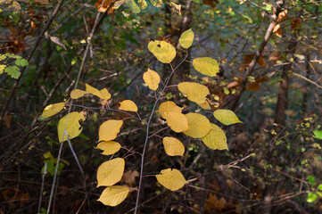 autumn yellow leaves