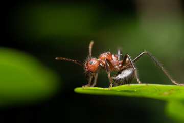 Lateral of red ant, Myrmicaria brunnea, Pune, Maharashtra, India