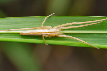 Nursery web spider, Pisaura mirabilis, Pune, Maharashtra, India