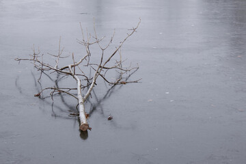 tree on ice in winter