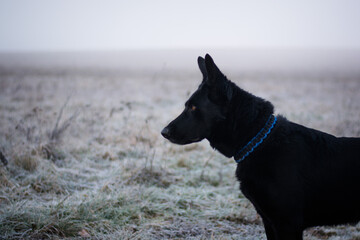 Beautiful black german shepherd dog posing in the freezing nature