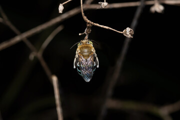 Dorsal of blue banded bee, Amegilla cingulata, Pune, Maharashtra, India
