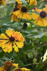 Yellow flowers with some orange on the petals in a garden in Luisenpark in Mannheim, Germany.