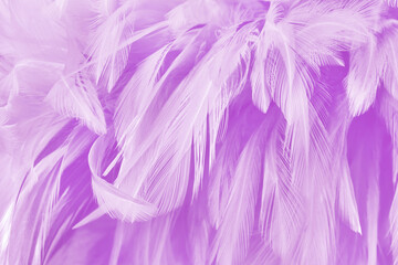 Obraz premium Beautiful purple pastel bird feathers pattern texture background.