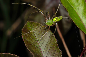 Green lynx spider, Peusitya jabalpurensis, Satara, Maharashtra, India