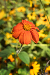 Bright orange flower amid yellow flowers in a garden in Luisenpark in Mannheim, Germany.