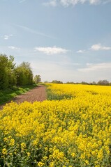 Obraz premium Rapeseed fields in the summertime.