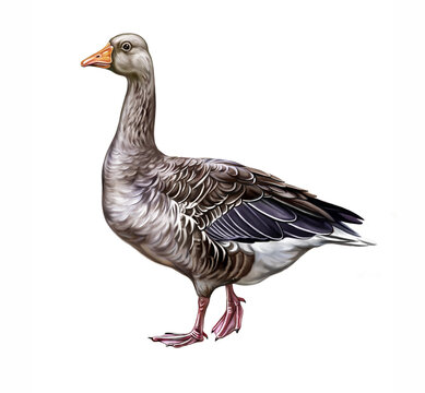 The domestic goose (Anser)