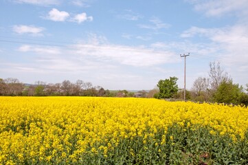 Fototapeta na wymiar Rapeseed fields in the summertime.