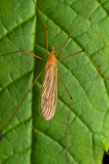 Dorsal of Orange crane fly, Nephrotoma appendiculata, Pune, Maharashtra, India