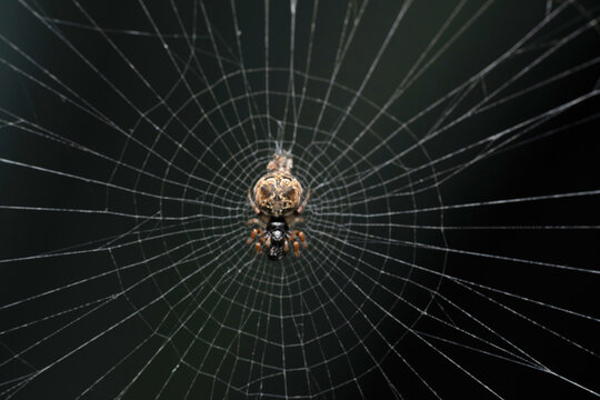 Debris orb weaver in a clean web, Cyclosa insulana, Satara, Maharashtra, India