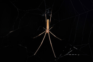 Long jawed spider dorsal, Tetragnatha montana, Satara, Maharashtra, India