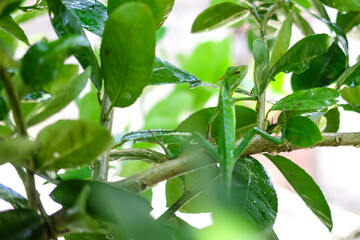 a green chameleon (Bronchocela jubata) relaxing on the leaves