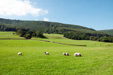 Fototapeta na wymiar Sheep grazing in the Welsh hills.