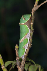 Caterpillar of Common Mormon butterfly, Papilio polytes, Satara, Maharashtra, India