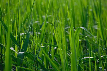 dew in the morning on green grass. Lush lush green grass in the meadow with water drops after rain in the morning light. A beautiful image of the purity and freshness of nature. close-up