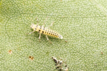 Fungus eating ladybug larva, Illeis galbula, Satara, Maharashtra, India