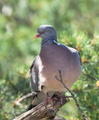 The common wood pigeon (Columba palumbus) is a large species in the dove and pigeon family.