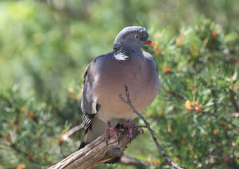 The common wood pigeon (Columba palumbus) is a large species in the dove and pigeon family.