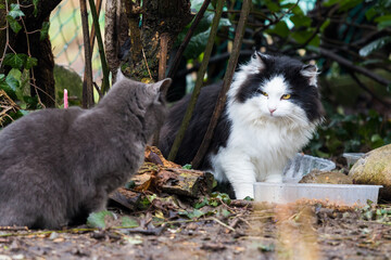Naklejka na ściany i meble Beautiful long haired cats in the countryside eating time