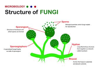 Biology diagram shows the basic structure of fungi (mold, bread mold) - obrazy, fototapety, plakaty