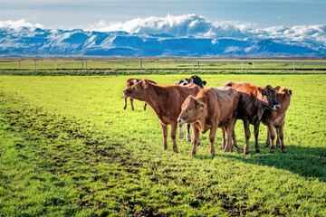 Fototapeta na wymiar cows at the foot of the glacier