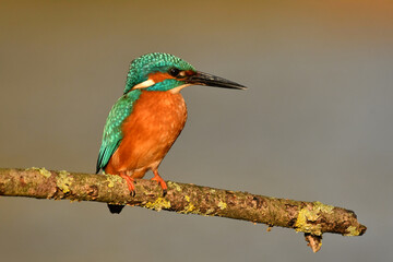 Kingfisher bird perched on the branch