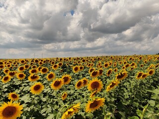 Obraz premium Sunflower field under gray clouds