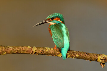 Kingfisher bird perched on the branch