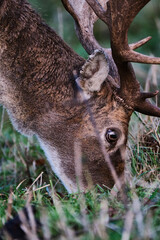 Stag eating grass