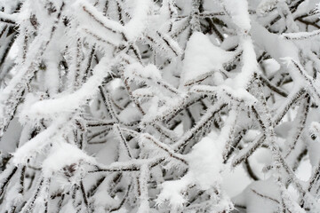 Snow and rime ice on tree branches in winter. Close-up macro shot of white hoarfrost in cold weather. 