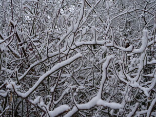 Frisch gefallener Schnee auf dünnen Zweigen und Ästen, als Hintergrund geeignet