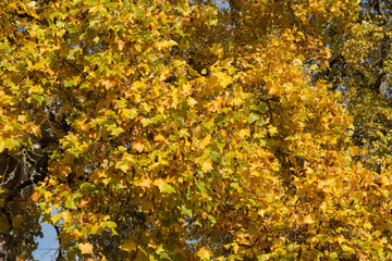 Close Up of the Bright Yellow Leaves on a Deciduous Tulip Tree (Liriodendron tulipifera) Growing in a Garden with a Bright Blue Sky Background in Rural Devon, England, UK