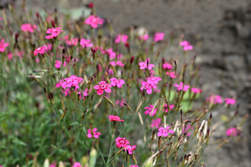 Fototapeta premium Maiden pink Brilliant