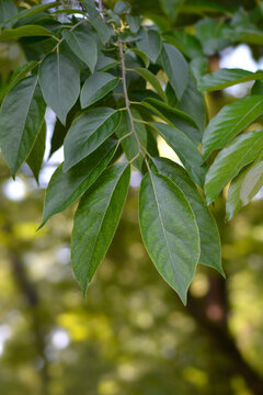 Common Persimmon