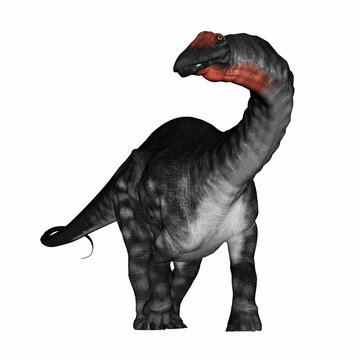 Apatosaurus dinosaur isolated in white background - 3D render
