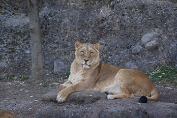 Fototapeta na wymiar Lion lying on stone looking at the viewer