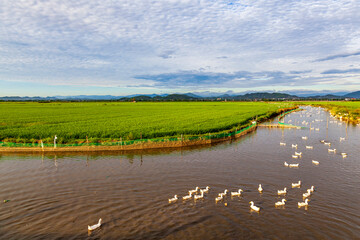 Fototapeta premium Ninh Binh, Vietnam, a flock of domestic white geese in rice fields.