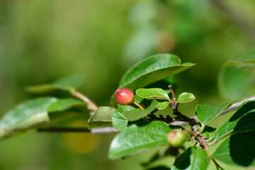 Peking cotoneaster