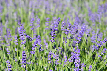 Lavender Essence Purple