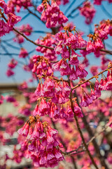 Pink cherry blossom sakura flowers on a spring day in Japan