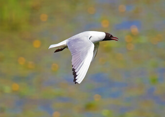 The black-headed gull (Chroicocephalus ridibundus) is a small gull.